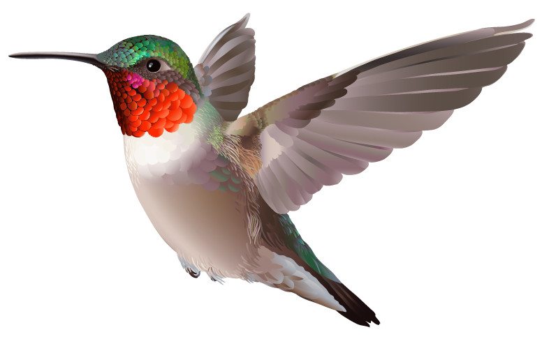 A hummingbird.