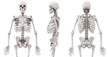 The human skeleton shown from the front, side, and back view.
